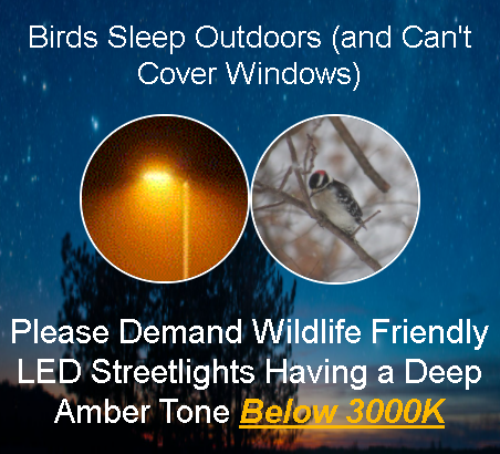 A Summer Light Show Dims: Why Are Fireflies Disappearing? - Yale E360